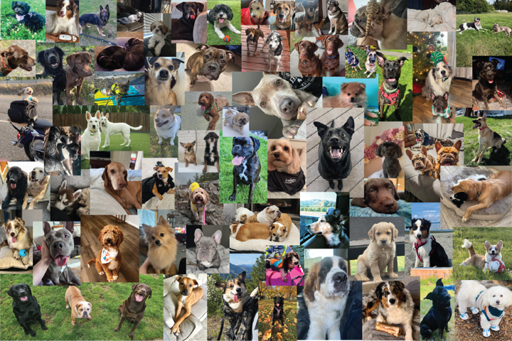 Dogs are good for your health – and science backs it up